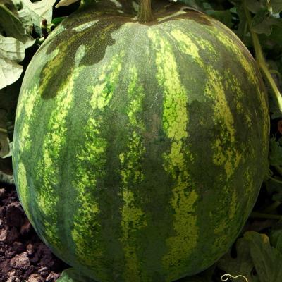 Pastèque Koloss